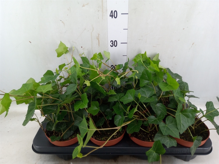 <h4>Hedera hibernica</h4>