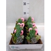 Arr.  Succulents L%