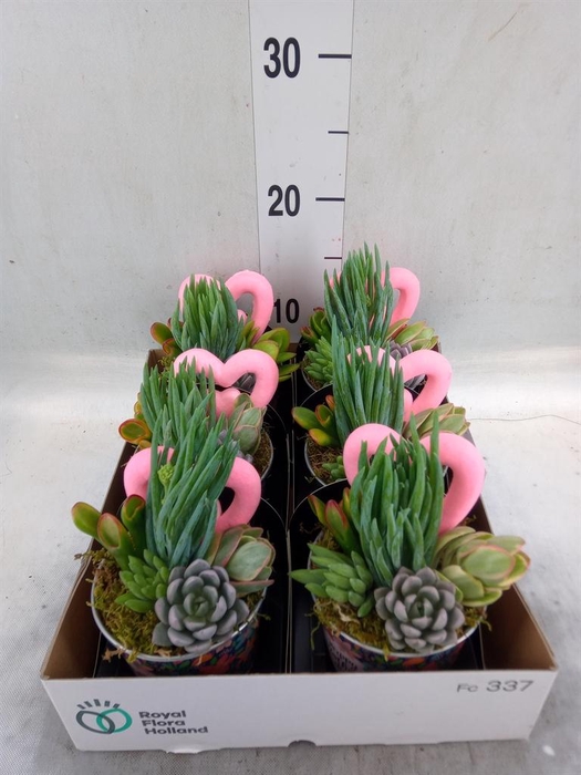 Arr.  Succulents L%