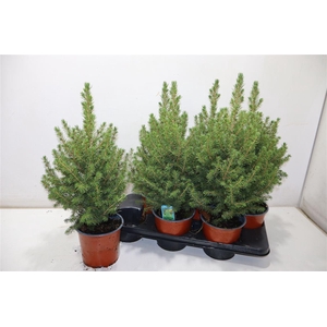 Picea Gl Conica