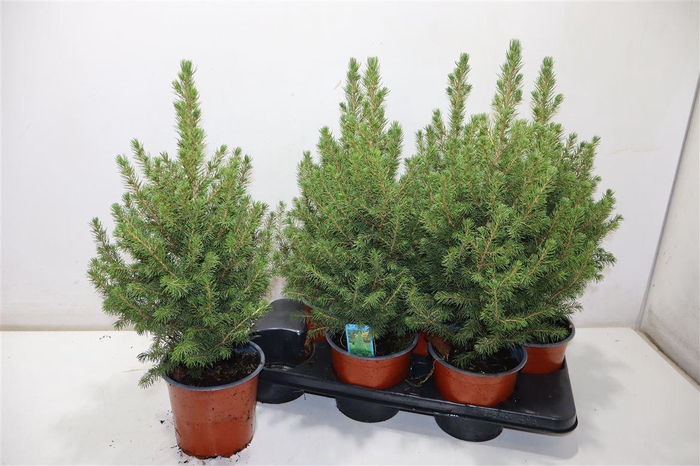 <h4>Picea Gl Conica</h4>