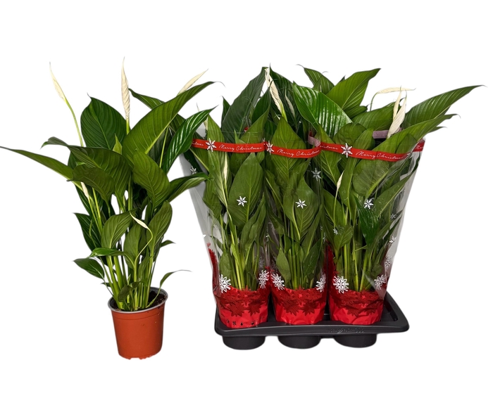 <h4>SPATH BINGO CUPIDO</h4>