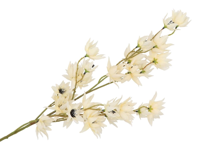 <h4>Silk Clematis 5x Cream 63cm Nm</h4>