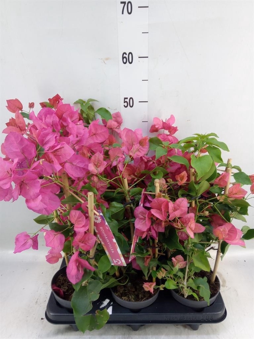 <h4>Bougainvillea   ...</h4>