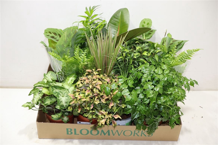 <h4>arr8 Kamerpl Gem Ov</h4>