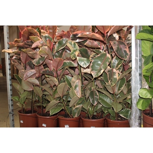 FICUS ELASTICA RUBY P24