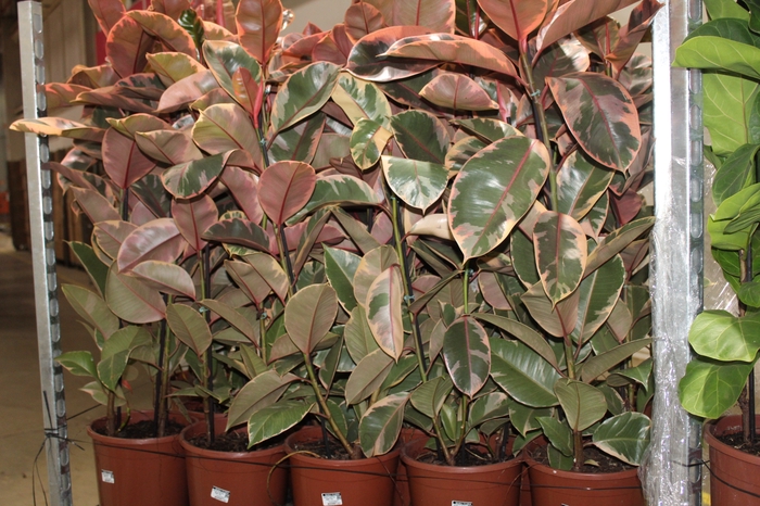 <h4>FICUS ELASTICA RUBY P24</h4>