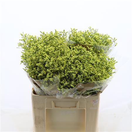 <h4>Limonium Sinense China Summer</h4>