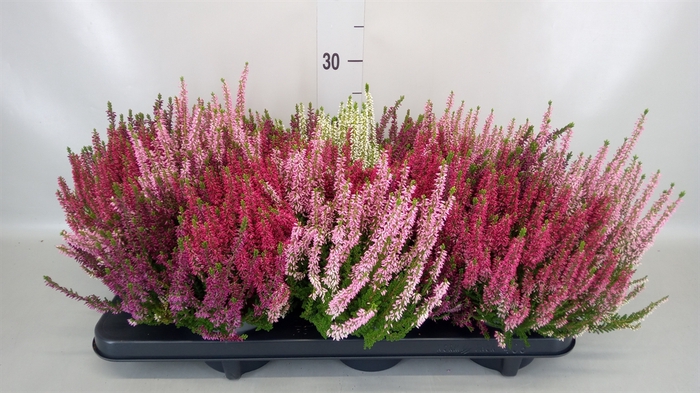 Calluna vulg. 'Beauty L WB Wonder'