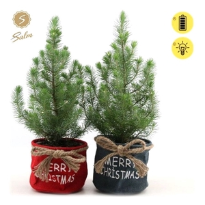 Pinus pinea 'Silver Crest' P17 in Bag X-mas Duo + Lights