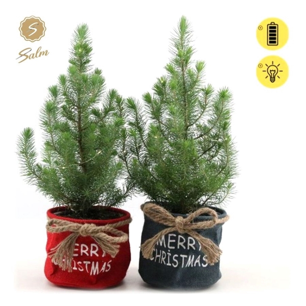 <h4>Pinus pinea 'Silver Crest' P17 in Bag X-mas Duo + Lights</h4>