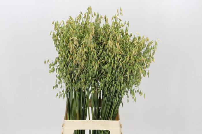 <h4>Avena sterilis</h4>