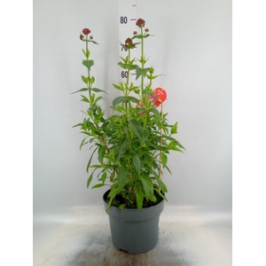 Centranthus ruber   ...