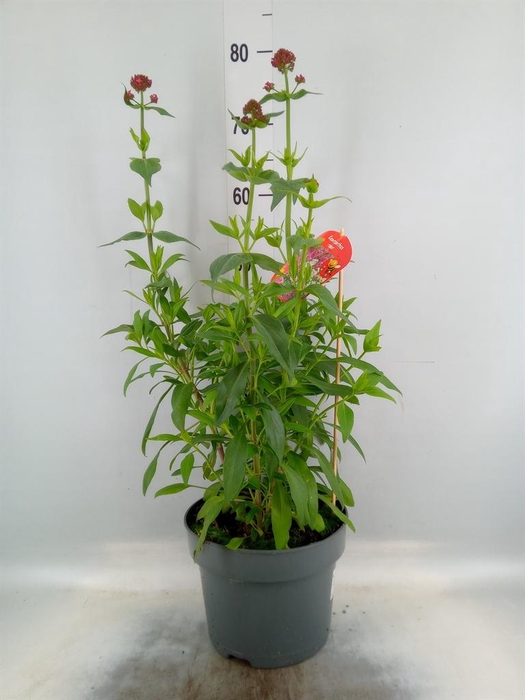 <h4>Centranthus ruber   ...</h4>