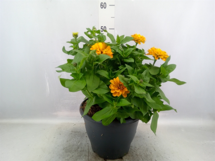 <h4>Zinnia   ...mix</h4>