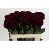 Dahlia Black Fox