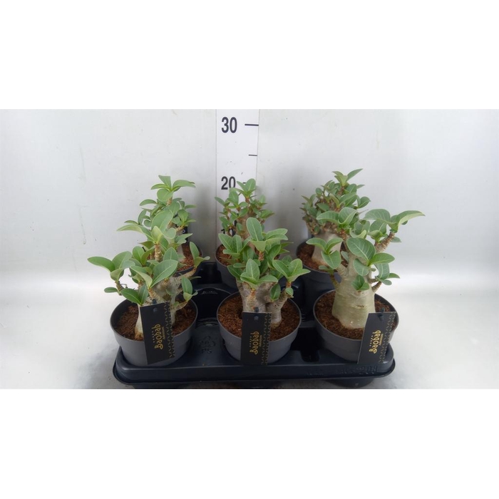 <h4>Adenium NB 'Ansu Baobab'</h4>