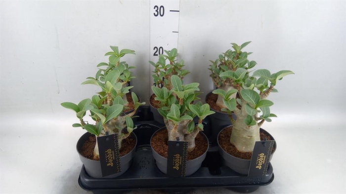 <h4>Adenium NB 'Ansu Baobab'</h4>