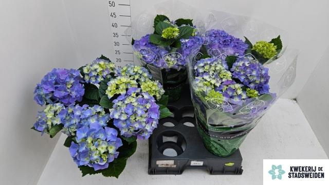 <h4>HYDR M EARLY BLUE</h4>