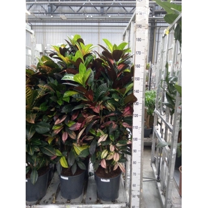 Codiaeum var. KL 'Aurora'