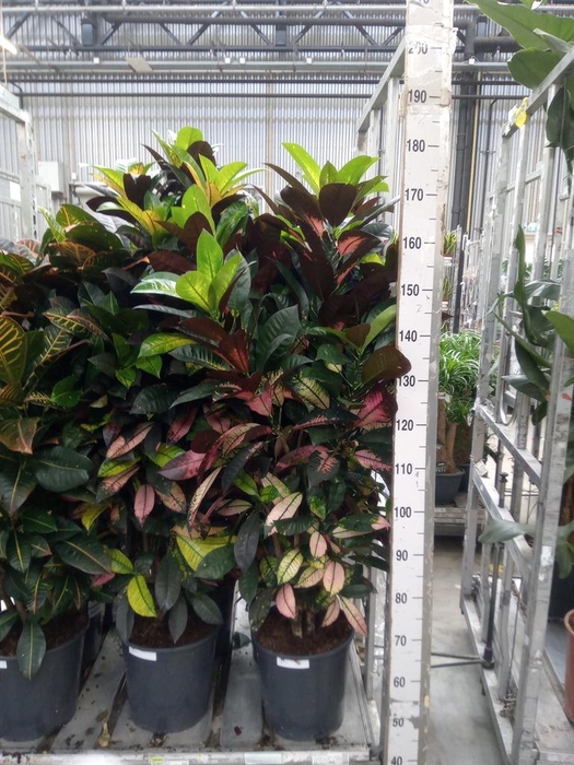 <h4>Codiaeum var. KL 'Aurora'</h4>