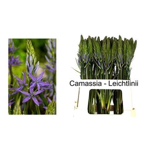 Camass Lei Caerulea