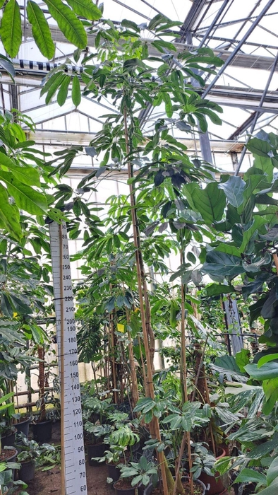 <h4>Schefflera Amate</h4>