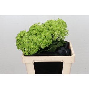 Hydrangea Dark Green Select