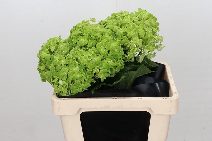 Hydrangea Dark Green Select