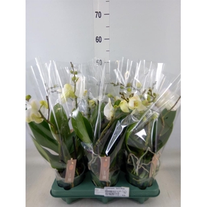 Phalaenopsis  'Spirit White'