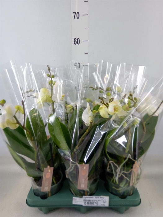 <h4>Phalaenopsis  'Spirit White'</h4>