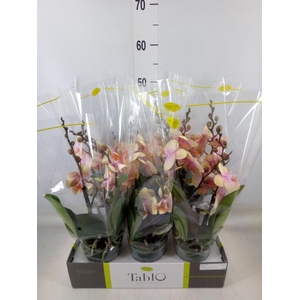 Phalaenopsis   ...yellow