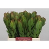 Leucadendron Goldstrike