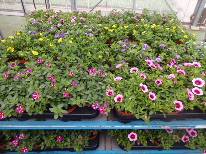 <h4>PET MINIFAMOUS MIXK</h4>