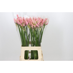 Nerine Casandra