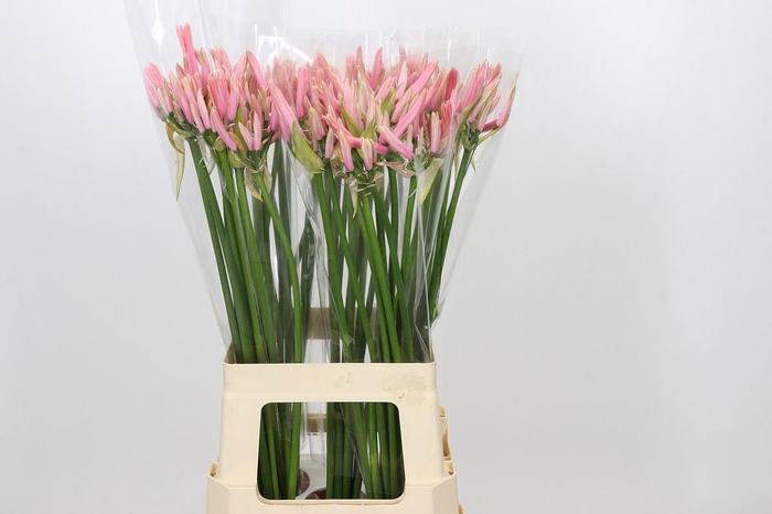 <h4>Nerine Casandra</h4>