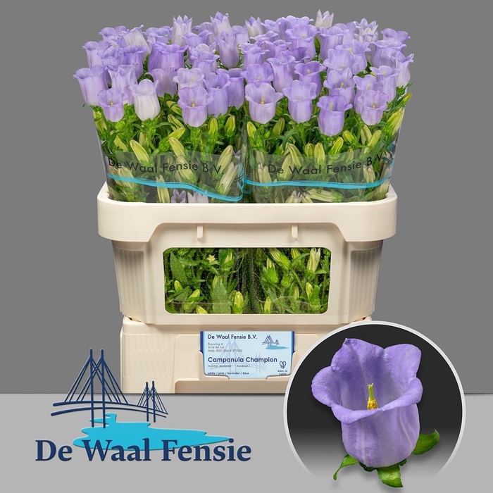 <h4>Camp. med. 'Champion Lavende'</h4>