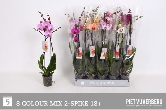 <h4>PHAL GEM 8 KL</h4>