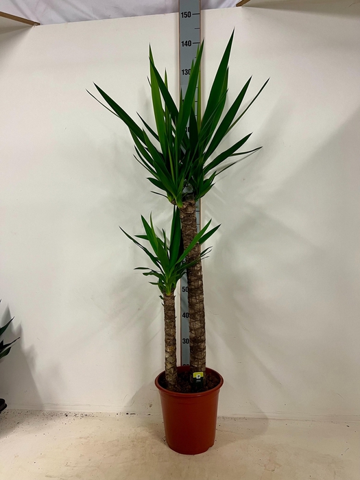 <h4>Yuc Elephantipes</h4>