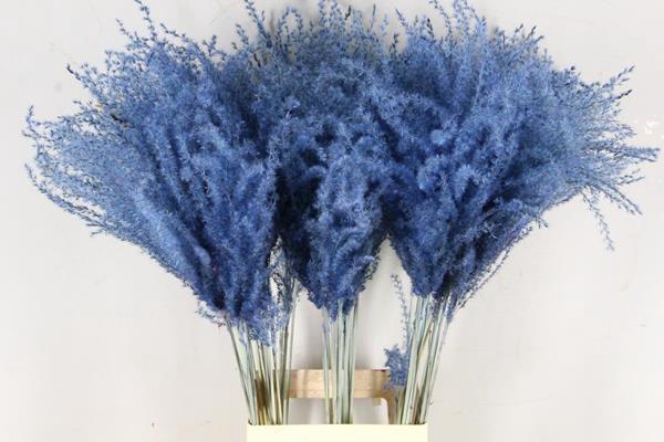 <h4>Df Miscanthus 90cm Blue</h4>