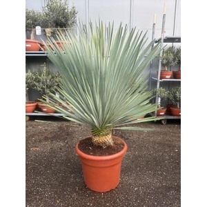 Yucca Rostrata 35ltr
