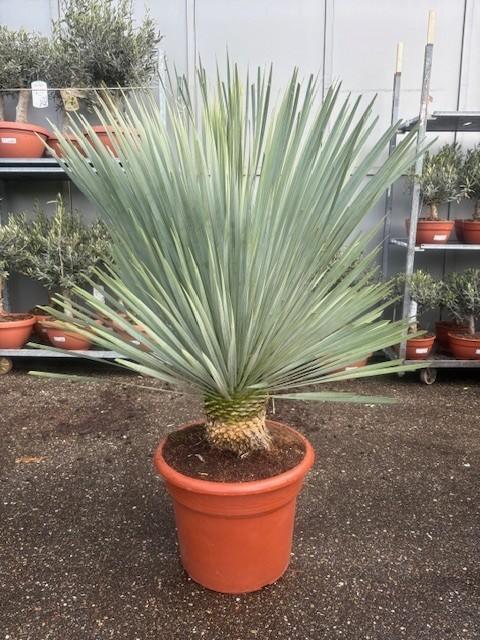 <h4>Yucca Rostrata 35ltr</h4>