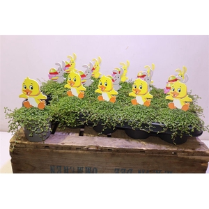 arr8 Solei Sol Groen + Easter Deco