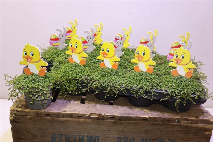 <h4>arr8 Solei Sol Groen + Easter Deco</h4>