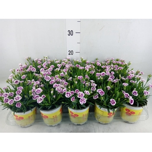 Dianthus allw. 'Lucky Lips Lara'