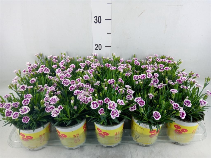 <h4>Dianthus allw. 'Lucky Lips Lara'</h4>
