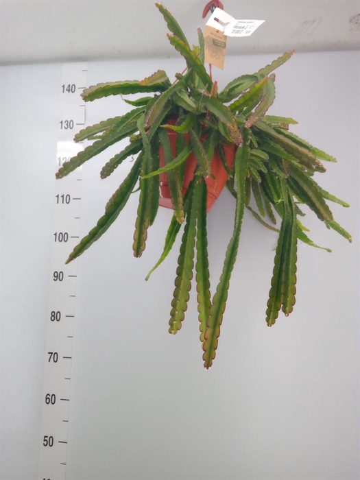 <h4>Lepismium cruciforme</h4>