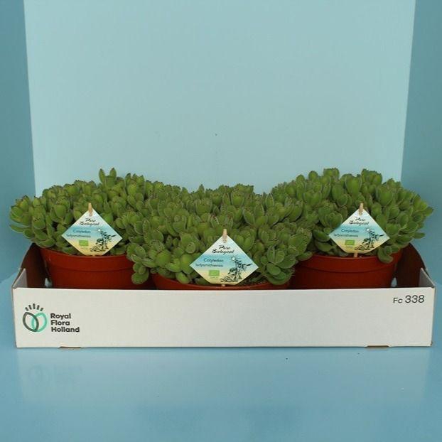 Bio Cotyledon tomentosa subsp.ladysmithiensis 625-COTY20