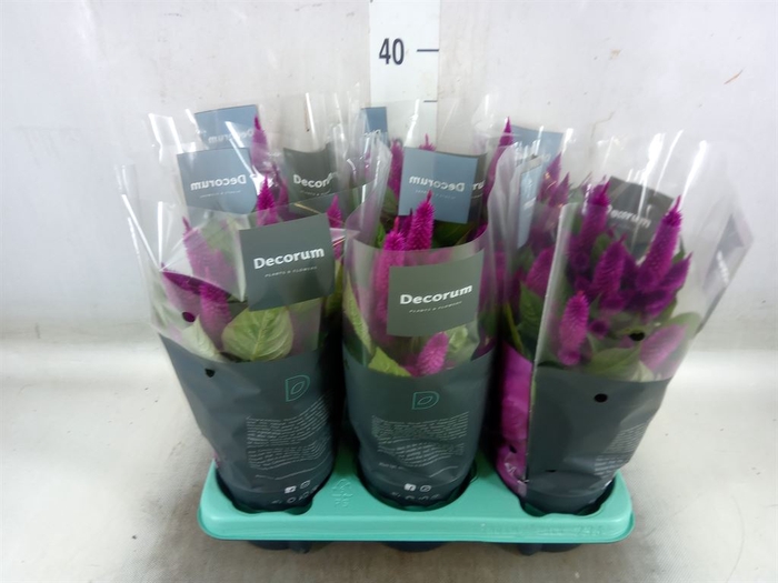 <h4>Celosia arg. SP 'Deep Purple'</h4>