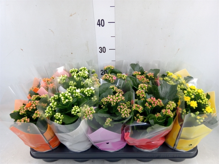 <h4>Kalanchoe blos.   ..rosebud mix  5</h4>